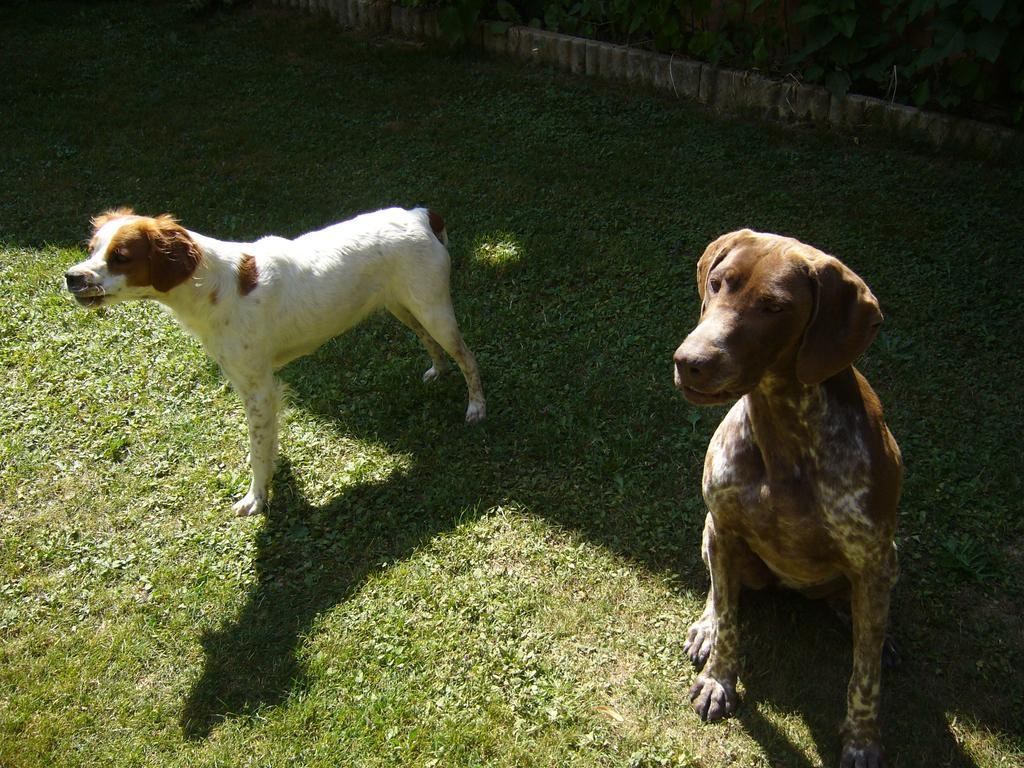 Le Jardin Ombrage *
